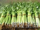 田野里的“绿翡翠” 滕州芹菜的健康密码与产业新景